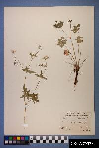 Geranium richardsonii image